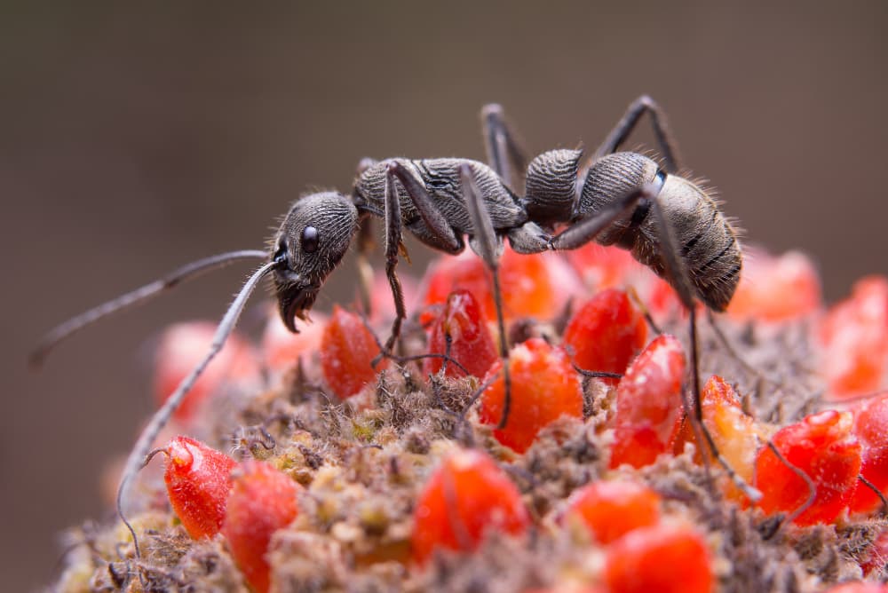 Macro ant photo
