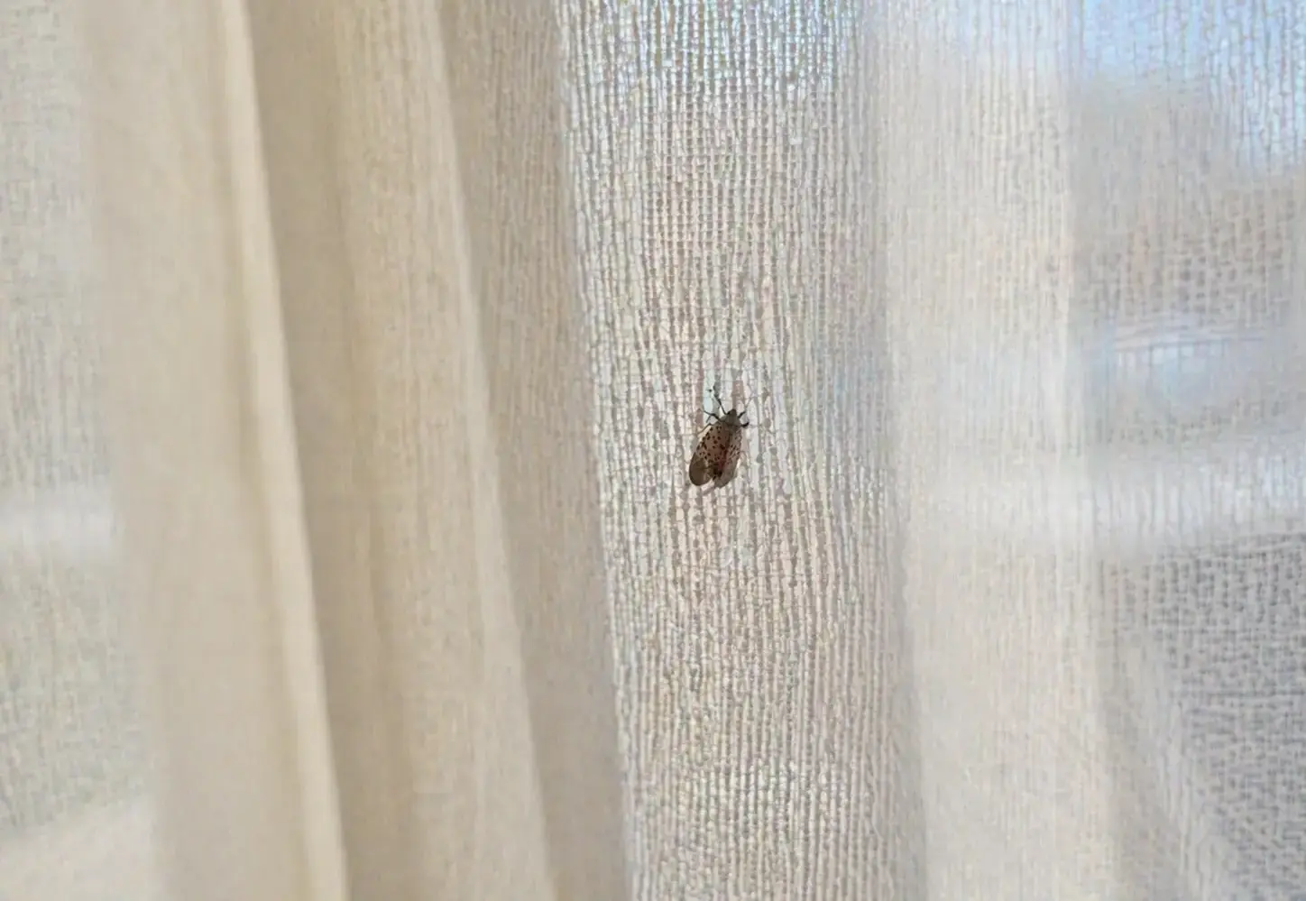 lanternfly on curtain