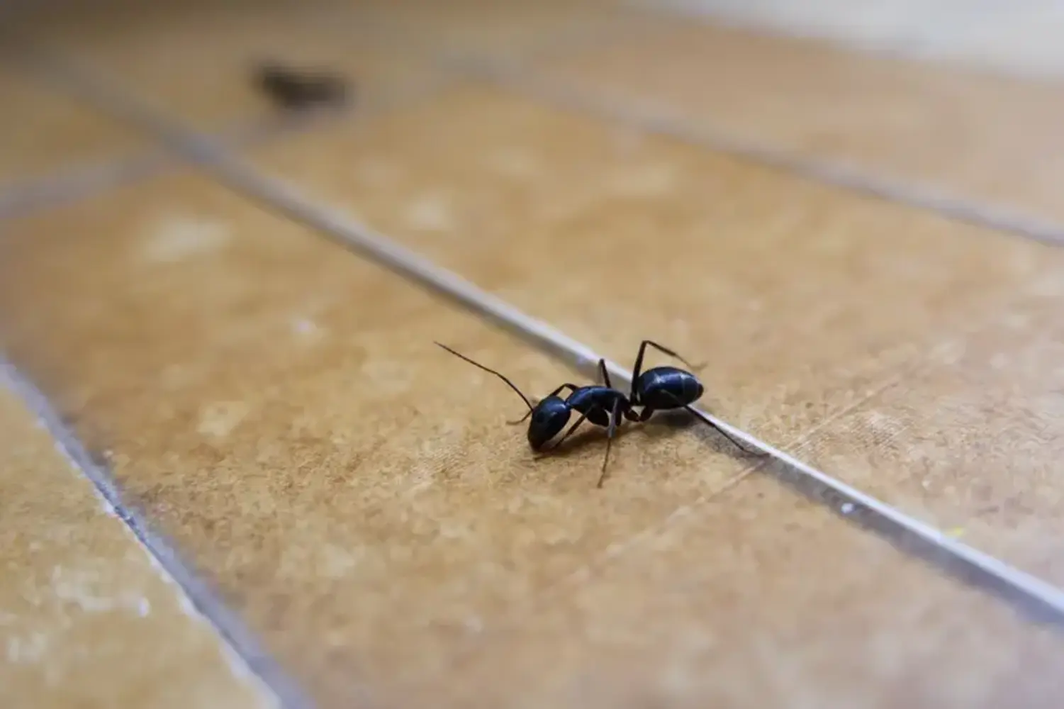 A striking close-up captures the intricate details of an ant as it navigates across a tan tile floor.