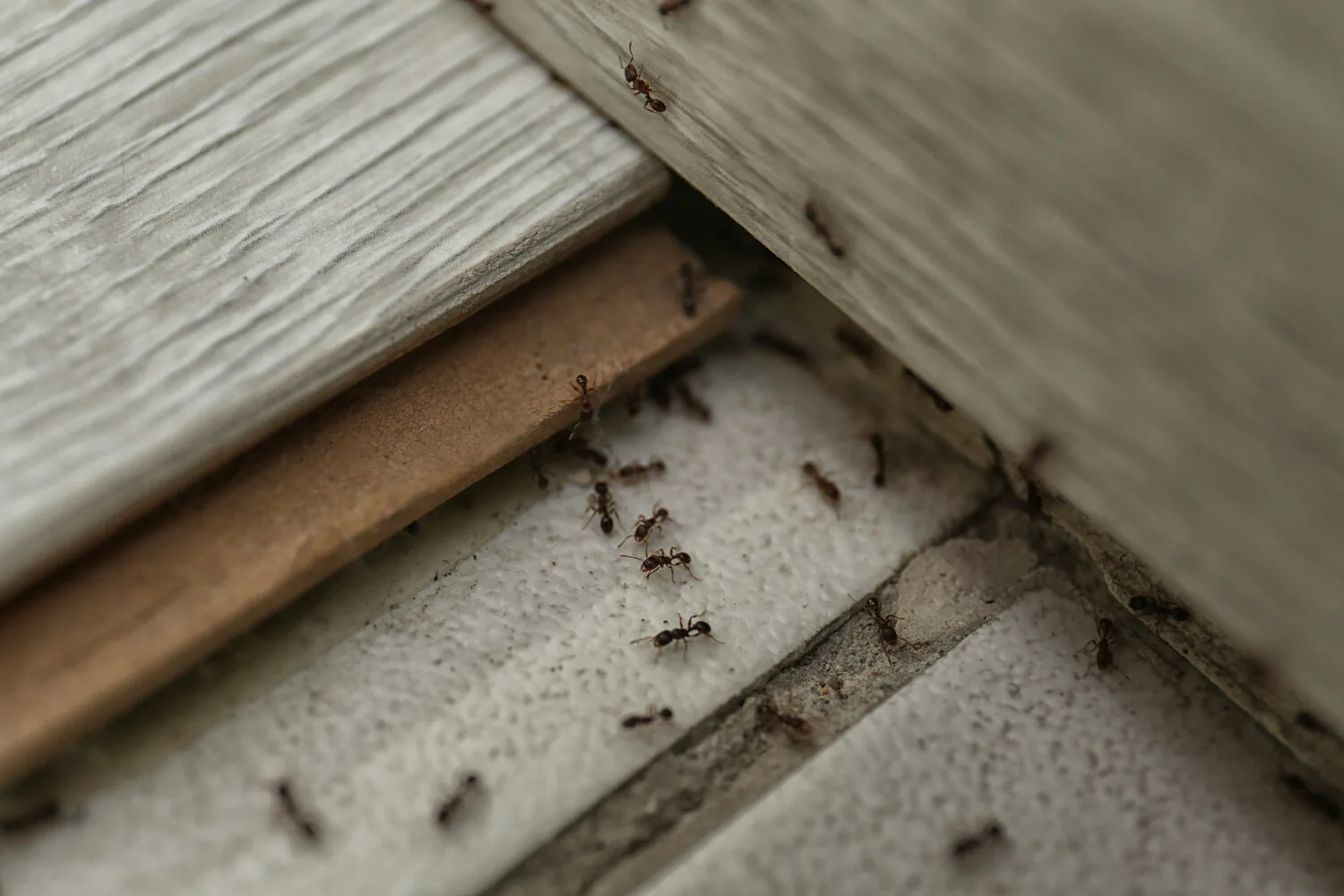 This macro shot captures a cluster of ants as they navigate the corner where the floor meets the wall.