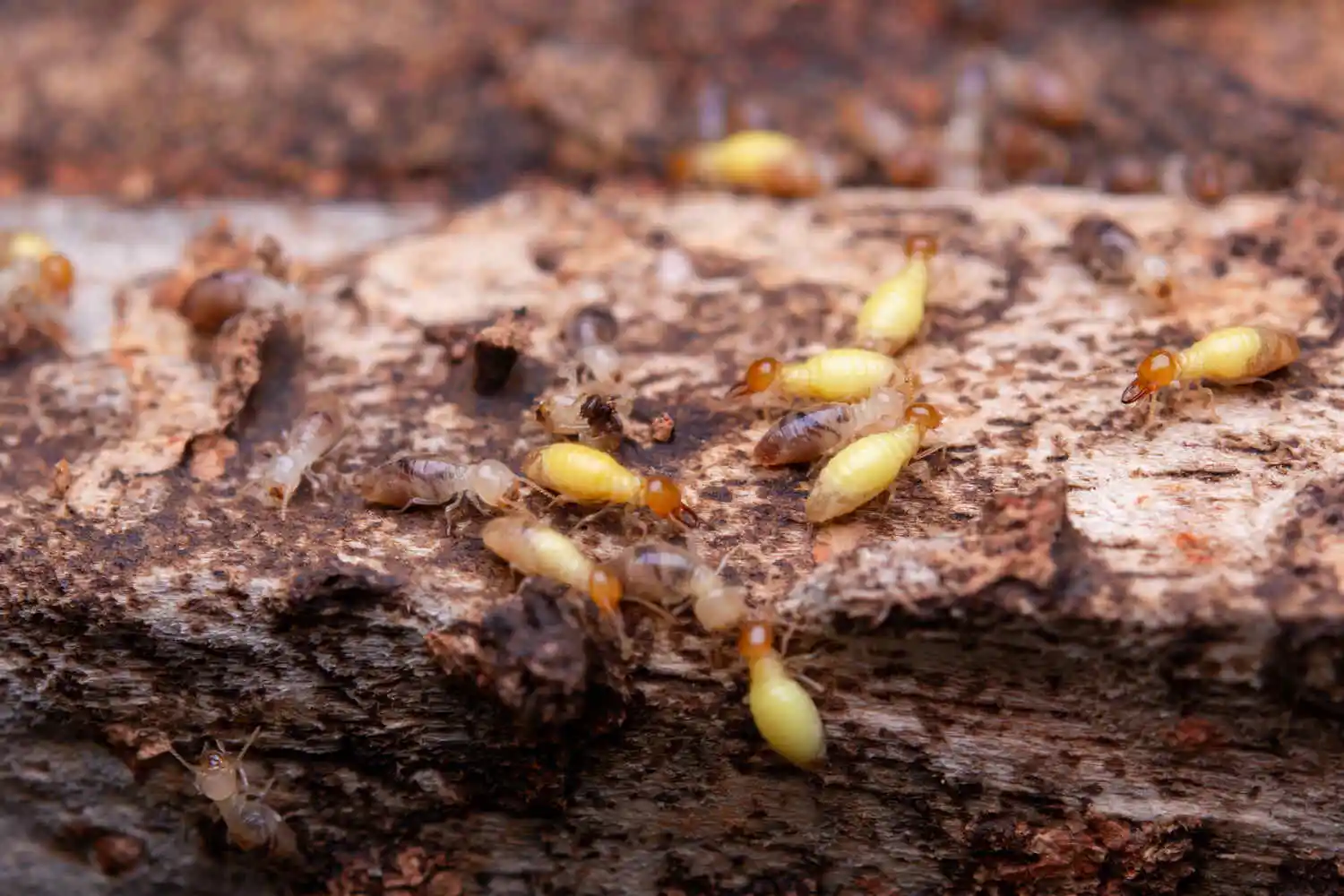 A collection of termites crawl on a piece of weathered tree bark in this close-up shot.