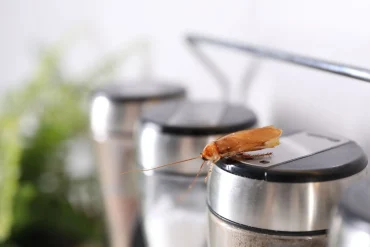 A single cockroach is crawling on top of a stainless steel spice jar in a brightly lit kitchen.