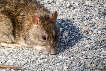 rodent on the ground photo